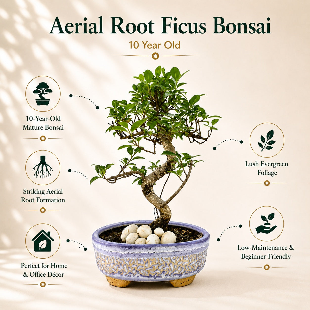 Aerial Root Ficus Bonsai Tree 10 Years 35 cm