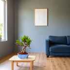 12-Year-Old Ficus Bonsai Tree Auspicious Gift