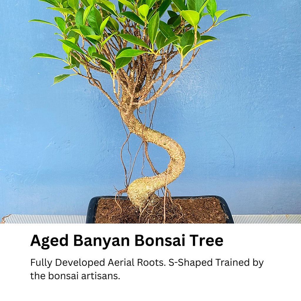 Aged Banyan Bonsai Tree with spiral trunk against a blue background
