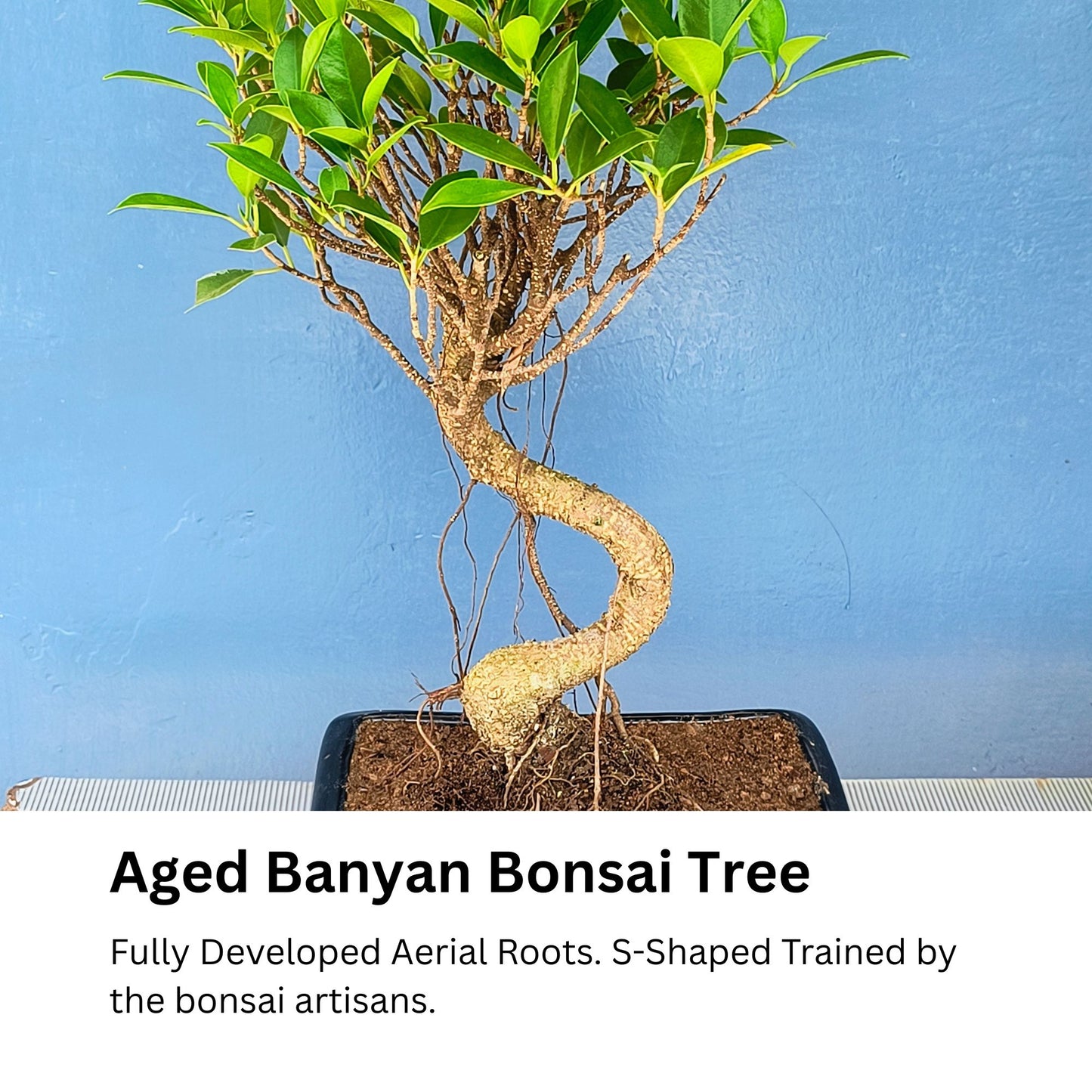 Aged Banyan Bonsai Tree with spiral trunk against a blue background

