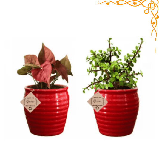 Buy Air Purifier Spider Plant in Beautiful Red & Black Pot (Combo of 2) - Abana Homes