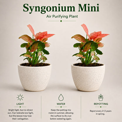 Air Purifying Plant Syngonium Mini Combo