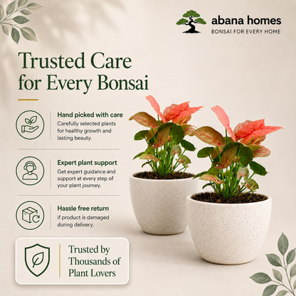 Air Purifying Plant Syngonium Mini Combo