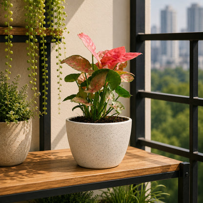 Air Purifying Plant Syngonium Mini Combo
