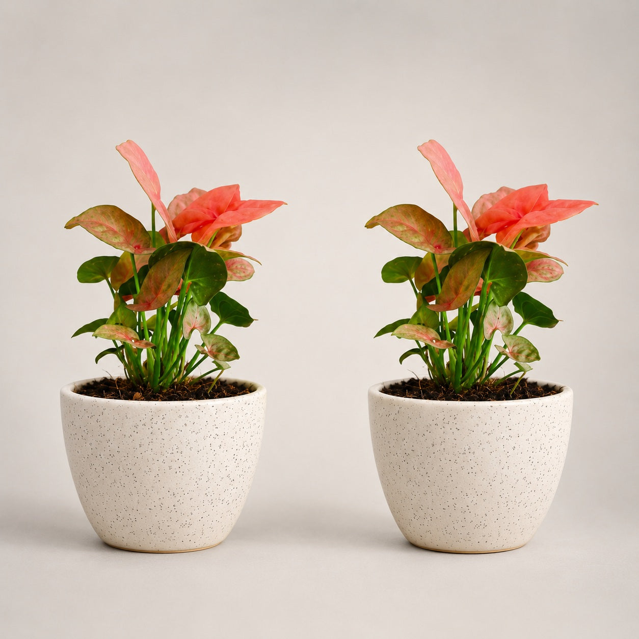 Air Purifying Plant Syngonium Mini Combo