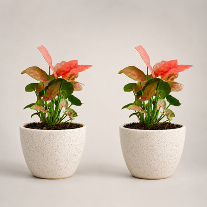 Air Purifying Plant Syngonium Mini Combo