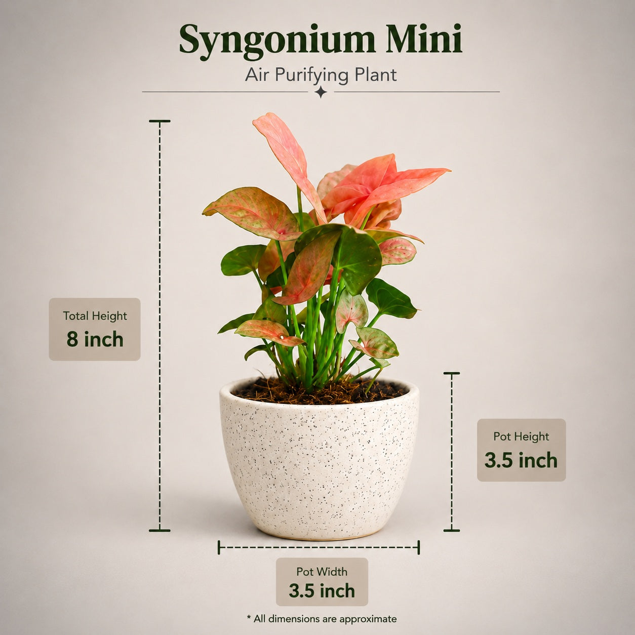 Air Purifying Plant Syngonium Mini Combo