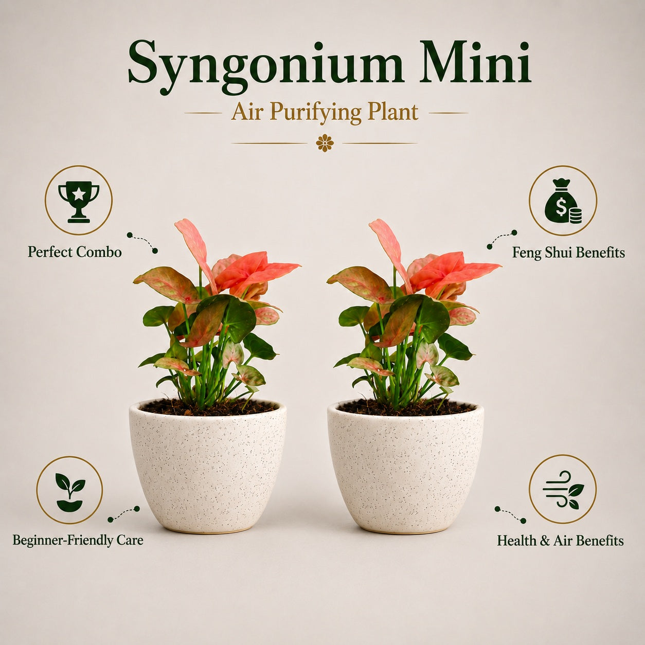 Air Purifying Plant Syngonium Mini Combo