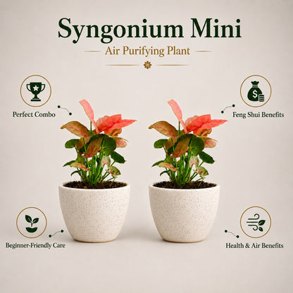 Air Purifying Plant Syngonium Mini Combo