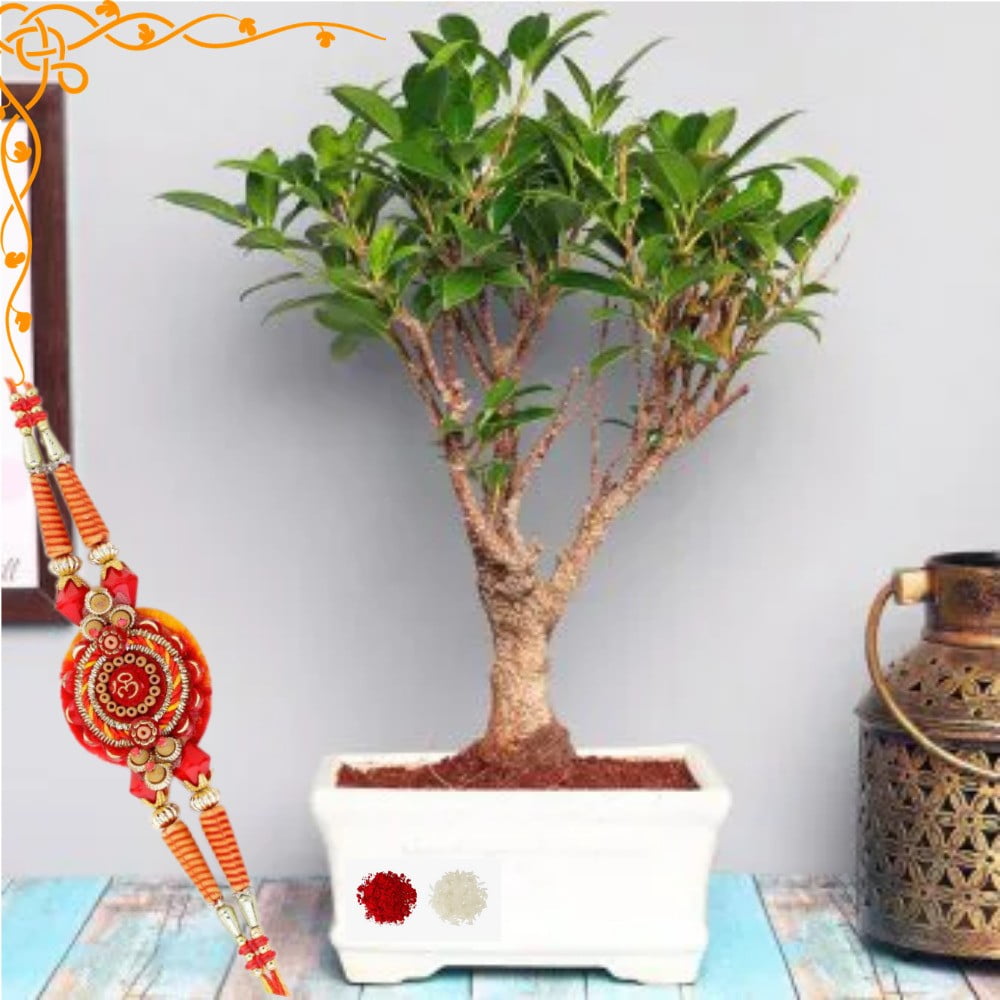 Buy Ficus Bonsai Plants 7 Years - Abana Homes