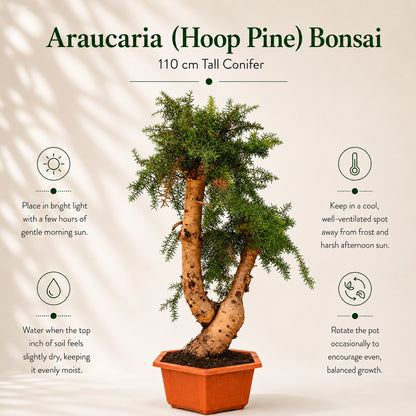 Araucaria (Hoop Pine) Bonsai – 110 cm Tall Conifer