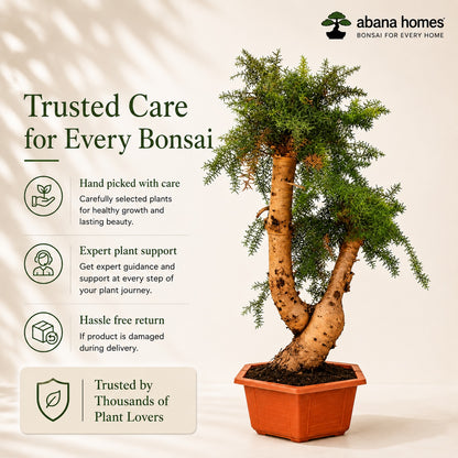 Araucaria (Hoop Pine) Bonsai – 110 cm Tall Conifer