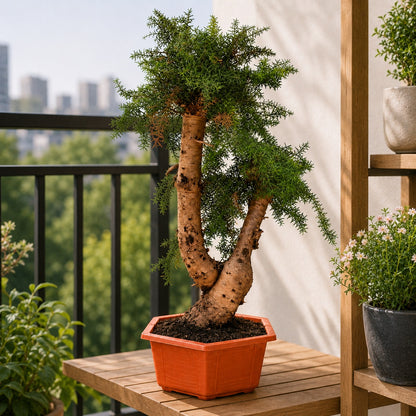 Araucaria (Hoop Pine) Bonsai – 110 cm Tall Conifer