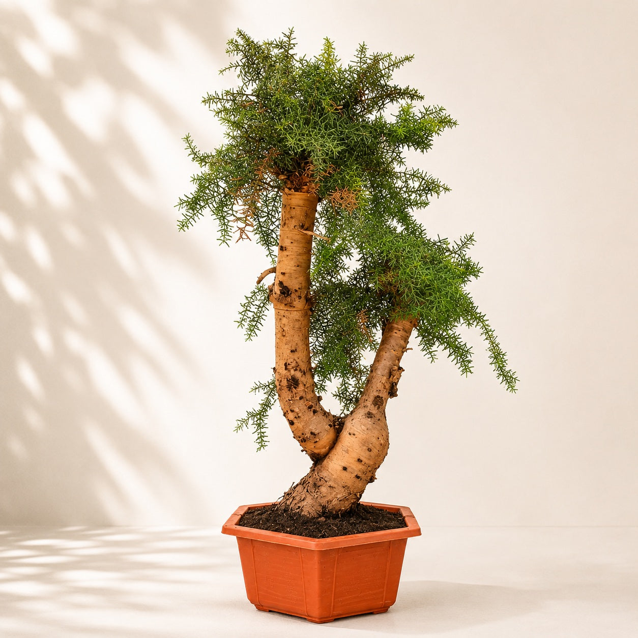 Araucaria (Hoop Pine) Bonsai – 110 cm Tall Conifer