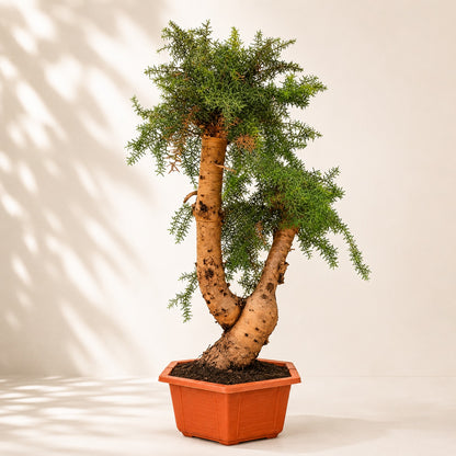 Araucaria (Hoop Pine) Bonsai – 110 cm Tall Conifer