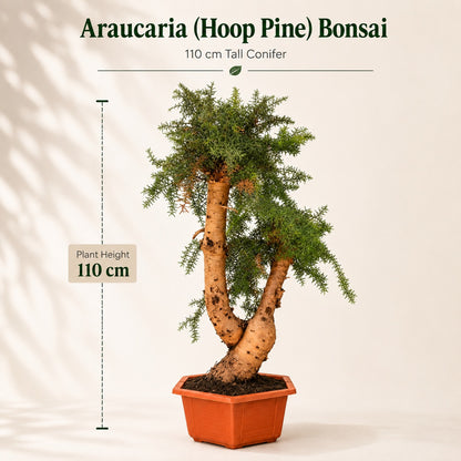 Araucaria (Hoop Pine) Bonsai – 110 cm Tall Conifer