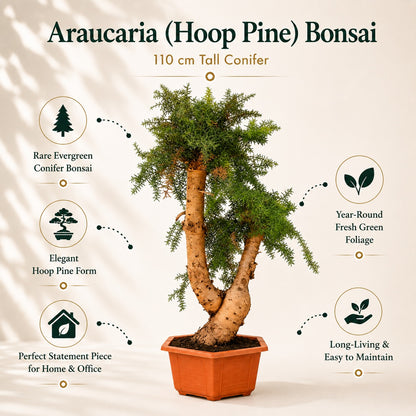 Araucaria (Hoop Pine) Bonsai – 110 cm Tall Conifer