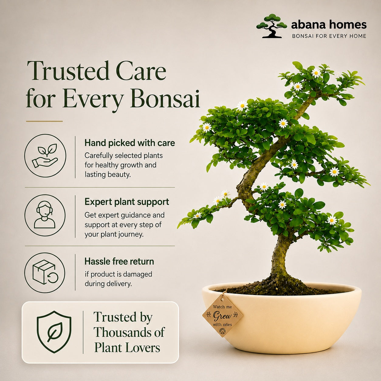 Carmona Flowering Indoor Bonsai Tree – 5 Years, White Boat Pot