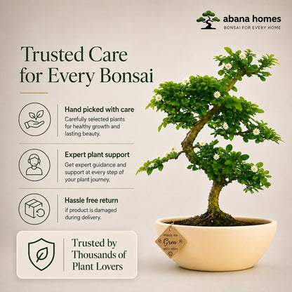 Carmona Flowering Indoor Bonsai Tree – 5 Years