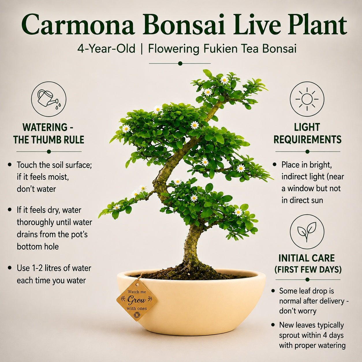 Carmona Flowering Indoor Bonsai Tree – 5 Years, White Boat Pot