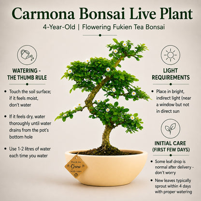 Carmona Flowering Indoor Bonsai Tree – 5 Years