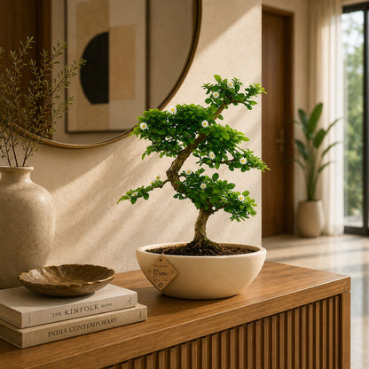 Carmona Flowering Indoor Bonsai Tree – 5 Years