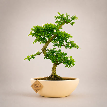 Carmona Flowering Indoor Bonsai Tree – 5 Years