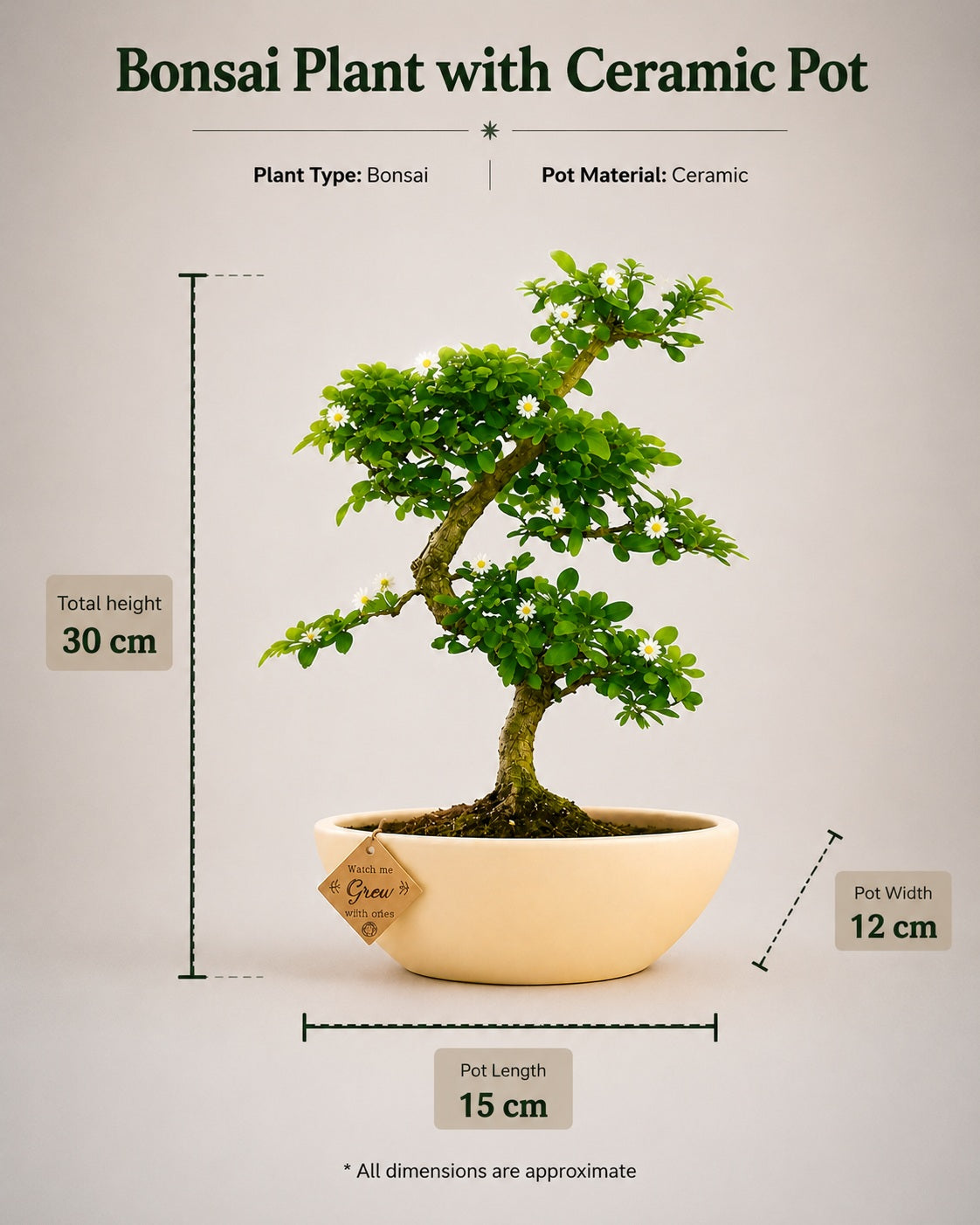Carmona Flowering Indoor Bonsai Tree – 5 Years, White Boat Pot