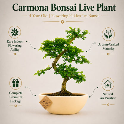 Carmona Flowering Indoor Bonsai Tree – 5 Years