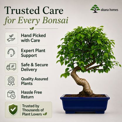 Chinese Elm Outdoor Bonsai Tree – 4 Years, Black Rectangular Pot