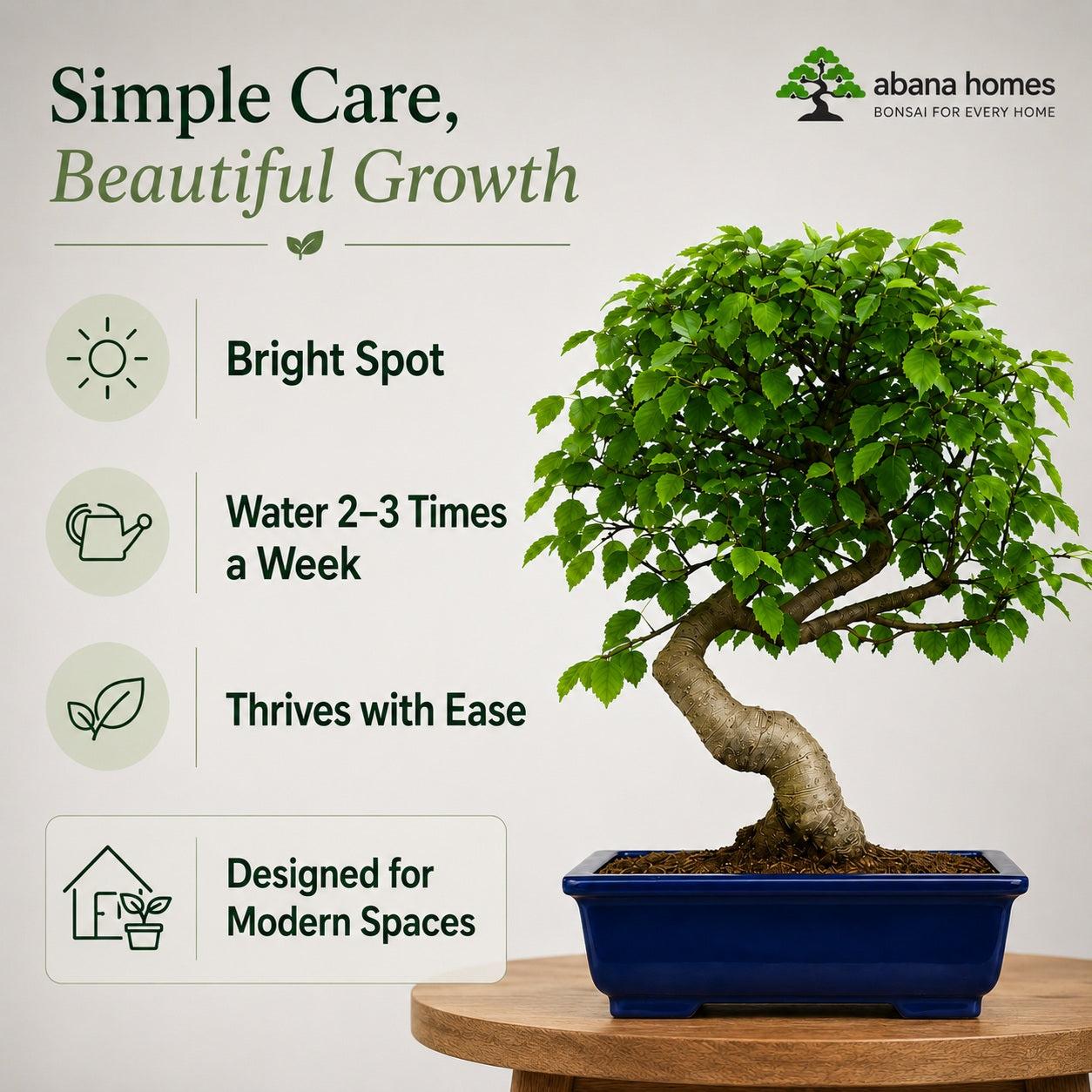 Chinese Elm Indoor Bonsai Tree – 4 Years, Black Rectangular Pot