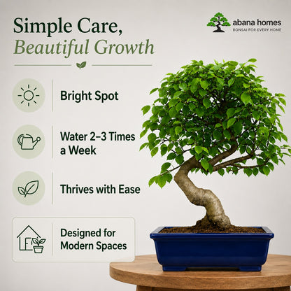 Chinese Elm Outdoor Bonsai Tree – 4 Years, Black Rectangular Pot