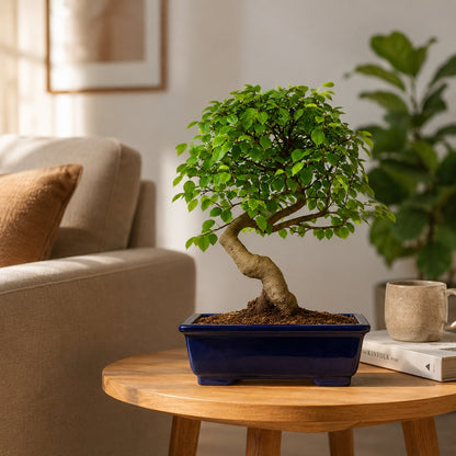 Chinese Elm Outdoor Bonsai Tree – 4 Years, Black Rectangular Pot