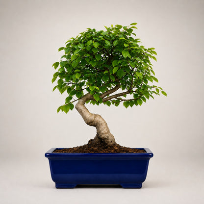 Chinese Elm Outdoor Bonsai Tree – 4 Years, Black Rectangular Pot
