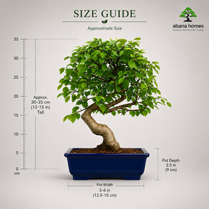 Chinese Elm Outdoor Bonsai Tree – 4 Years, Black Rectangular Pot