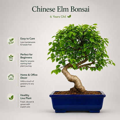 Chinese Elm Outdoor Bonsai Tree – 4 Years, Black Rectangular Pot