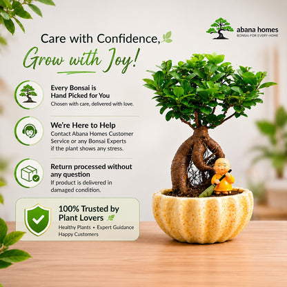 Ficus Microcarpa Indoor Bonsai Tree – 4 Years, Ceramic Kamrak Pot