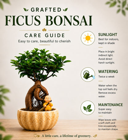 Ficus Microcarpa Indoor Bonsai Tree – 4 Years, Ceramic Kamrak Pot
