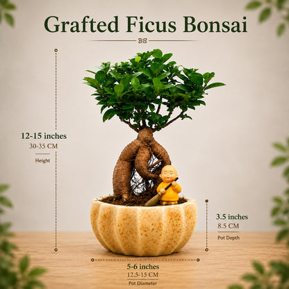 Ficus Microcarpa Indoor Bonsai Tree – 4 Years, Ceramic Kamrak Pot