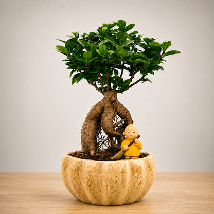 Ficus Microcarpa Indoor Bonsai Tree – 4 Years, Ceramic Kamrak Pot