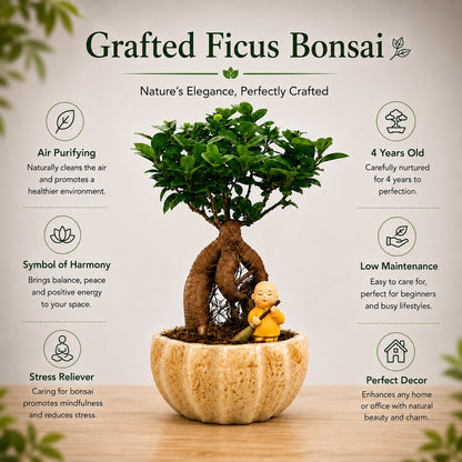Ficus Microcarpa Indoor Bonsai Tree – 4 Years, Ceramic Kamrak Pot