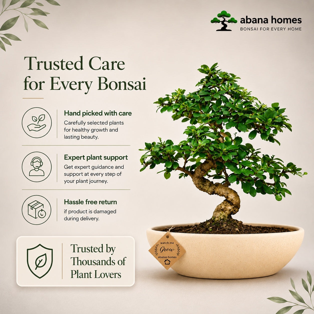 Carmona Flowering Indoor Bonsai Tree – 9 Years, Ceramic Boat Pot
