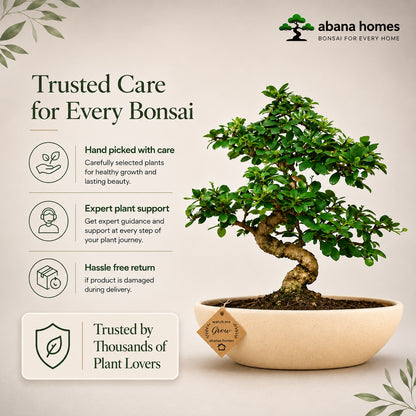 Carmona Flowering Indoor Bonsai Tree – 9 Years, Ceramic Boat Pot