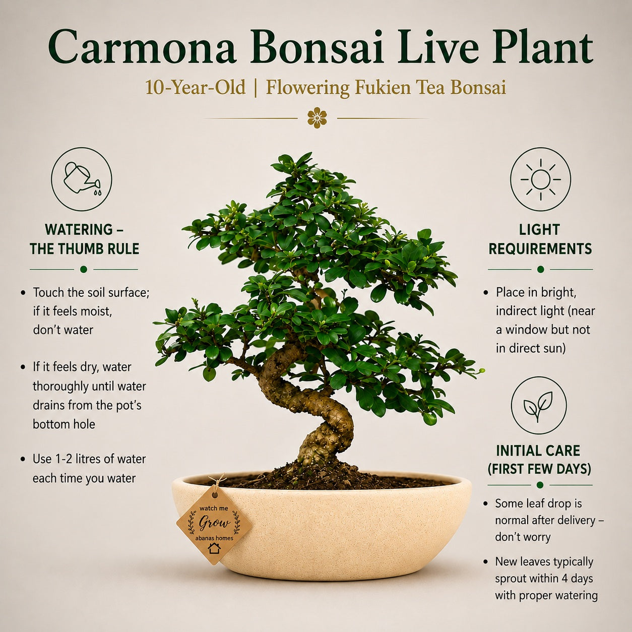 Carmona Flowering Indoor Bonsai Tree – 9 Years, Ceramic Boat Pot