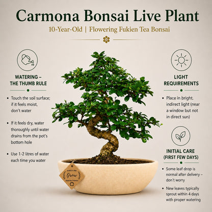 Carmona Flowering Indoor Bonsai Tree – 9 Years, Ceramic Boat Pot