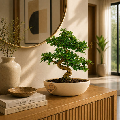 Carmona Flowering Indoor Bonsai Tree – 9 Years, Ceramic Boat Pot