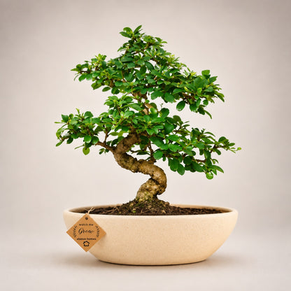 Carmona Flowering Indoor Bonsai Tree – 9 Years, Ceramic Boat Pot