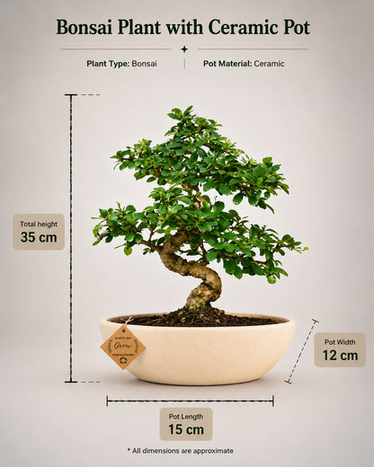 Carmona Flowering Indoor Bonsai Tree – 9 Years, Ceramic Boat Pot