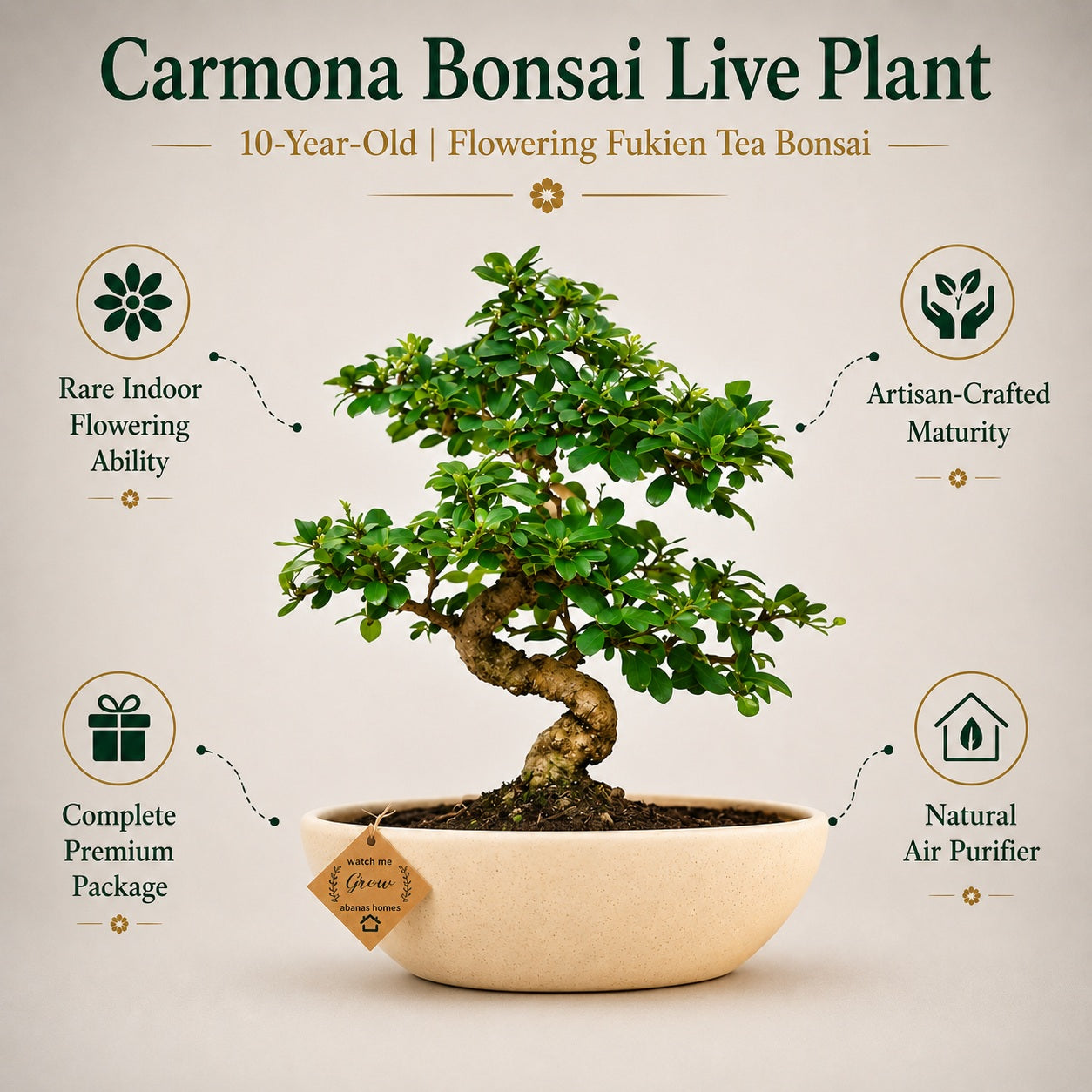 Carmona Flowering Indoor Bonsai Tree – 9 Years, Ceramic Boat Pot