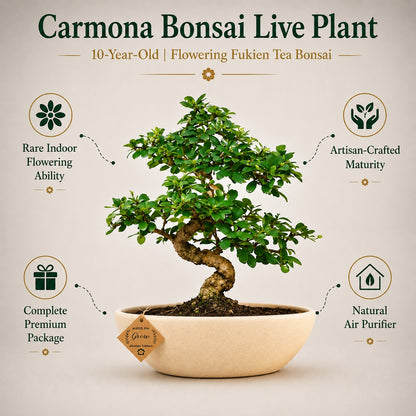 Carmona Flowering Indoor Bonsai Tree – 9 Years, Ceramic Boat Pot